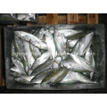 Frozen Fish Whole Round Indian Mackerel